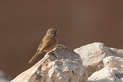DPPhotography - Morocco - House bunting - D