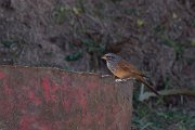 DPPhotography - Morocco - House bunting - F