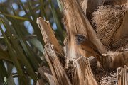 DPPhotography - Morocco - House bunting - H