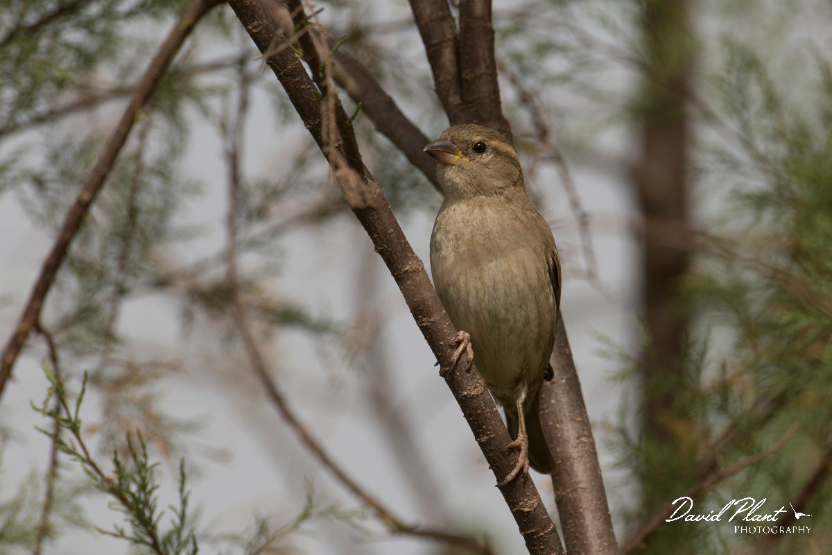 DPPhotography - Morocco - House sparrow - A.jpg - House sparrow, female - Sous Estuary, Morocco