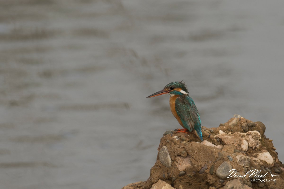 DPPhotography - Morocco - Kingfisher - A.jpg - Kingfisher - Sidi Wassai, Morocco