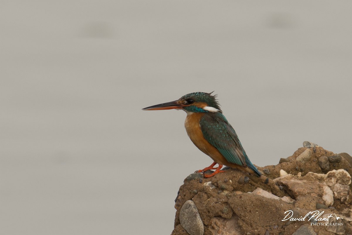 DPPhotography - Morocco - Kingfisher - B.jpg - Kingfisher - Sidi Wassai, Morocco