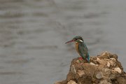 DPPhotography - Morocco - Kingfisher - A