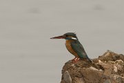 DPPhotography - Morocco - Kingfisher - B