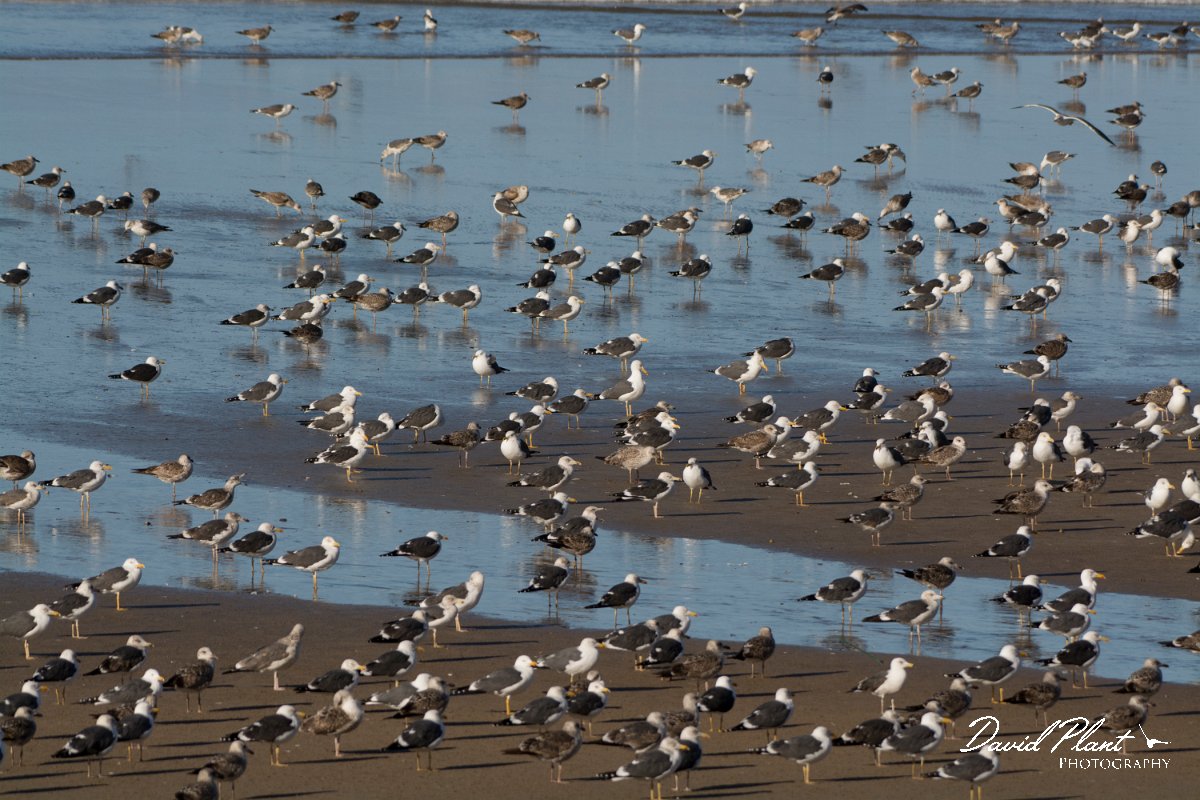 David Plant Photography - Wildlife Photography - Lesser black-backed gull - A.jpg - Lesser black-backed gull - Anza Fish Factory, Agadir, Morocco