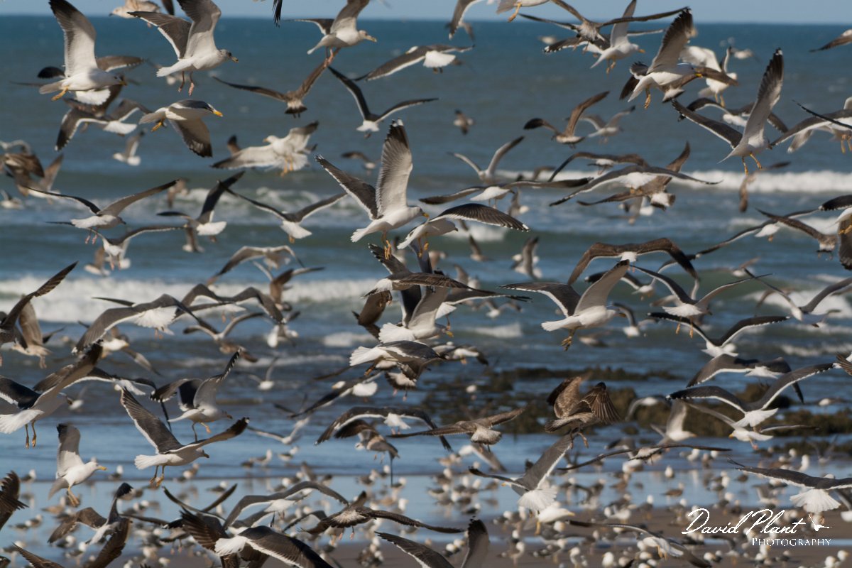 David Plant Photography - Wildlife Photography - Lesser black-backed gull - B.jpg - Lesser black-backed gull - Anza Fish Factory, Agadir, Morocco