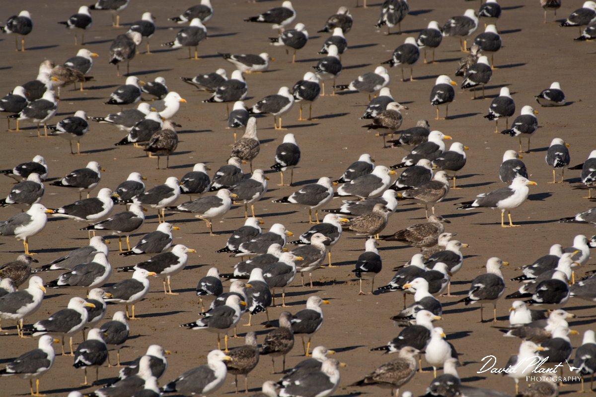 David Plant Photography - Wildlife Photography - Lesser black-backed gull - C.jpg - Lesser black-backed gull - Anza Fish Factory, Agadir, Morocco
