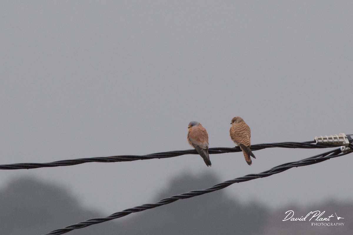 DPPhotography - Morocco - Lesser kestrel - A.jpg - Lesser kestrel - Ifrane, Morocco