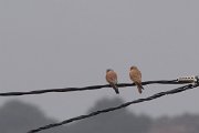 DPPhotography - Morocco - Lesser kestrel - A