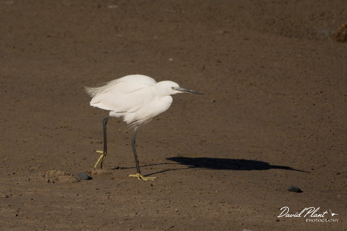 David Plant Photography - Wildlife Photography - Little egret - A.jpg - Little egret - Anza Fish Factory, Agadir, Morocco