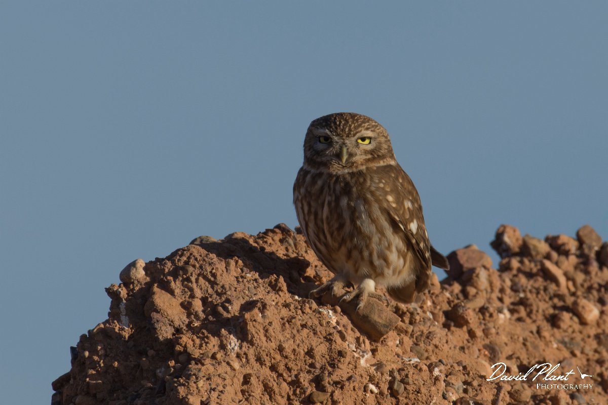 DPPhotography - Morocco - Little owl - D.jpg - Little owl - Barrage el Manousr, Morocco