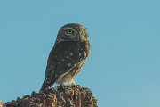 DPPhotography - Morocco - Little owl - A