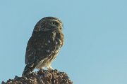 DPPhotography - Morocco - Little owl - B