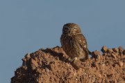 DPPhotography - Morocco - Little owl - D