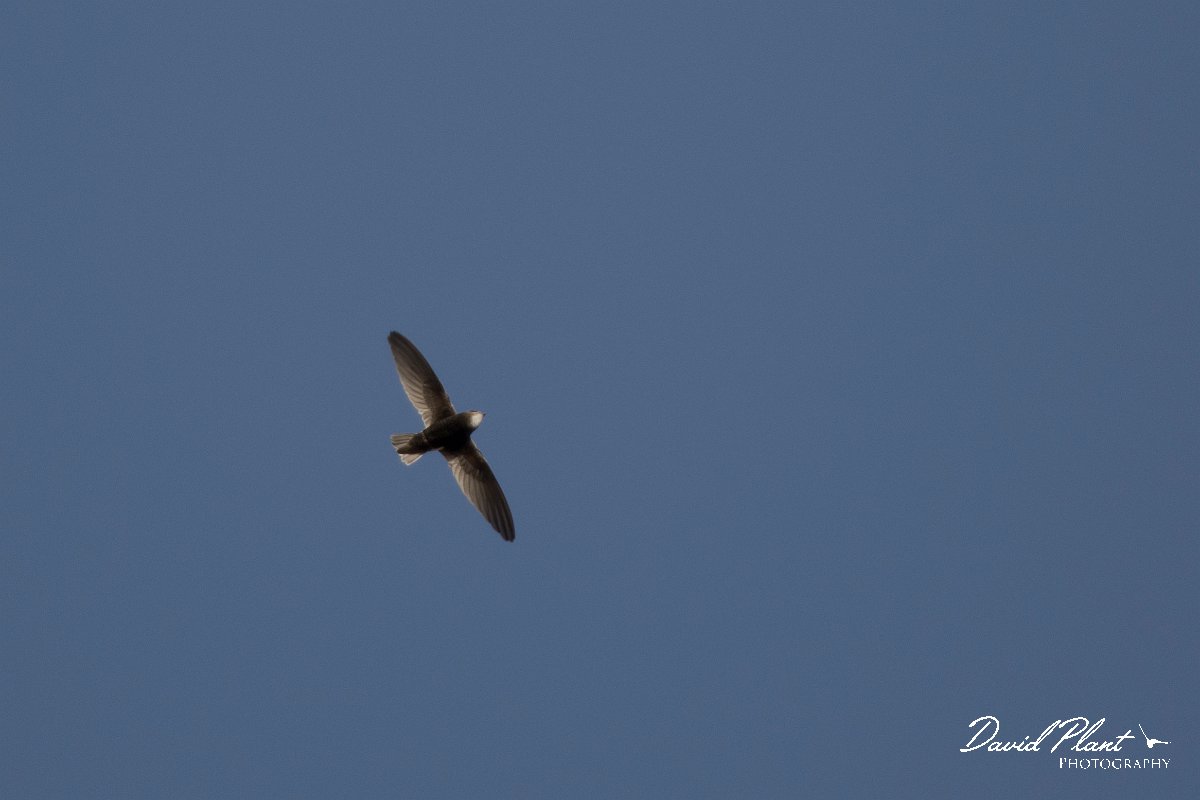 DPPhotography - Morocco - Little swift - A.jpg - Little swift - Taroudannt, Morocco