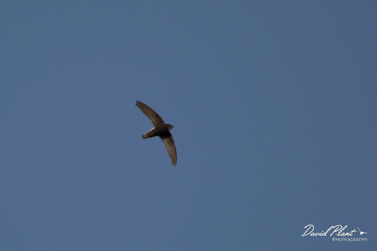 DPPhotography - Morocco - Little swift - B.jpg - Little swift - Taroudannt, Morocco