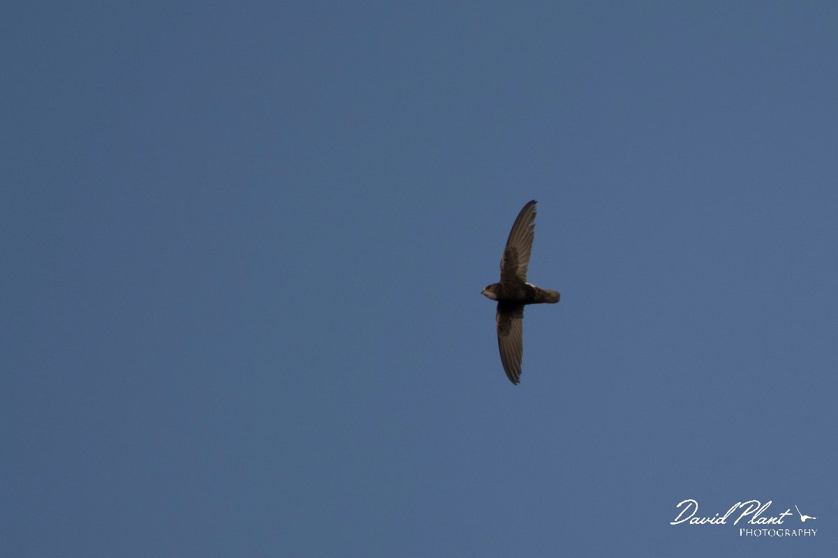 DPPhotography - Morocco - Little swift - C.jpg - Little swift - Taroudannt, Morocco
