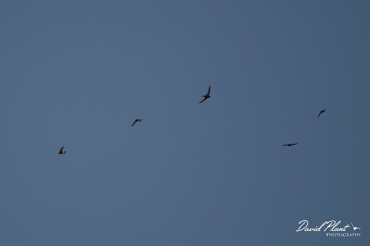 DPPhotography - Morocco - Little swift - D.jpg - Little swift - Taroudannt, Morocco