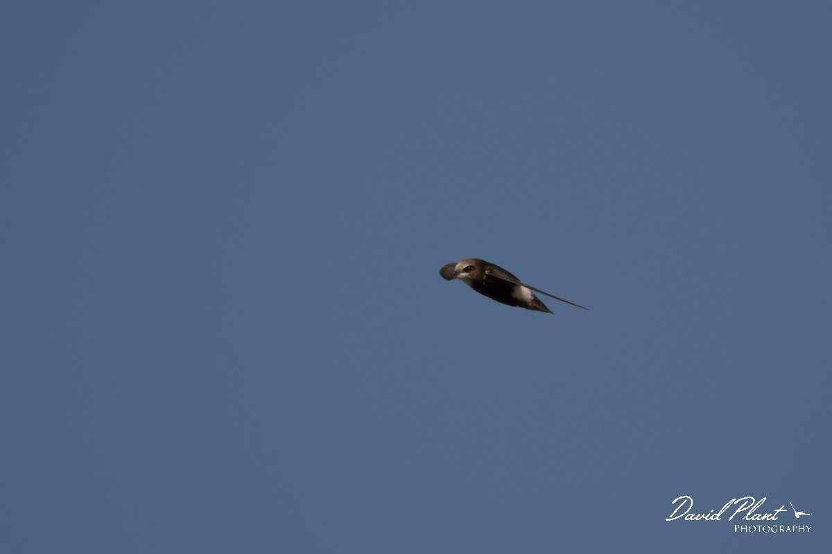 DPPhotography - Morocco - Little swift - E.jpg - Little swift - Agadir, Morocco