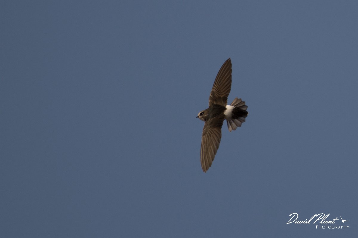 DPPhotography - Morocco - Little swift - F.jpg - Little swift - Agadir, Morocco
