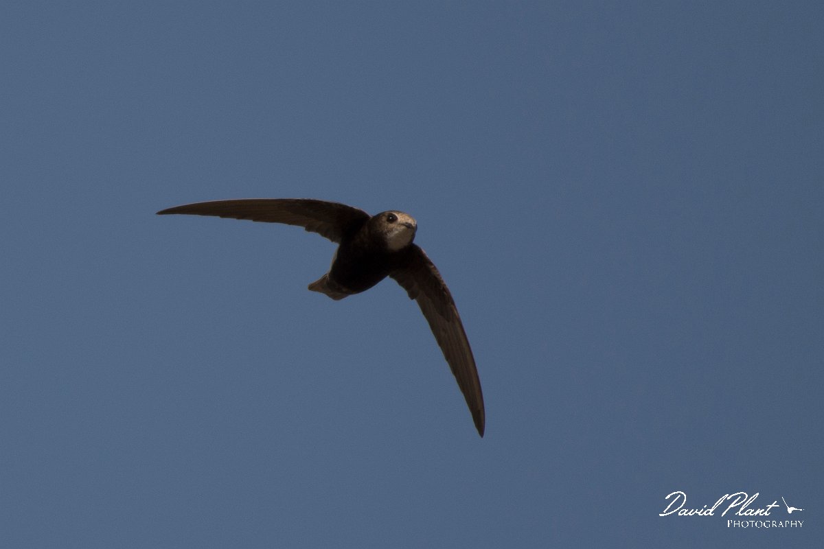 DPPhotography - Morocco - Little swift - G.jpg - Little swift - Agadir, Morocco