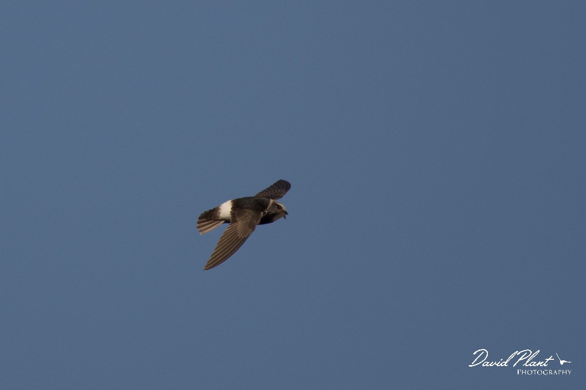 DPPhotography - Morocco - Little swift - H.jpg - Little swift - Agadir, Morocco