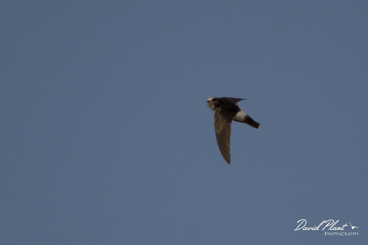 DPPhotography - Morocco - Little swift - I.jpg - Little swift - Agadir, Morocco