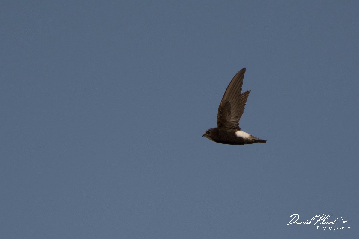 DPPhotography - Morocco - Little swift - J.jpg - Little swift - Agadir, Morocco