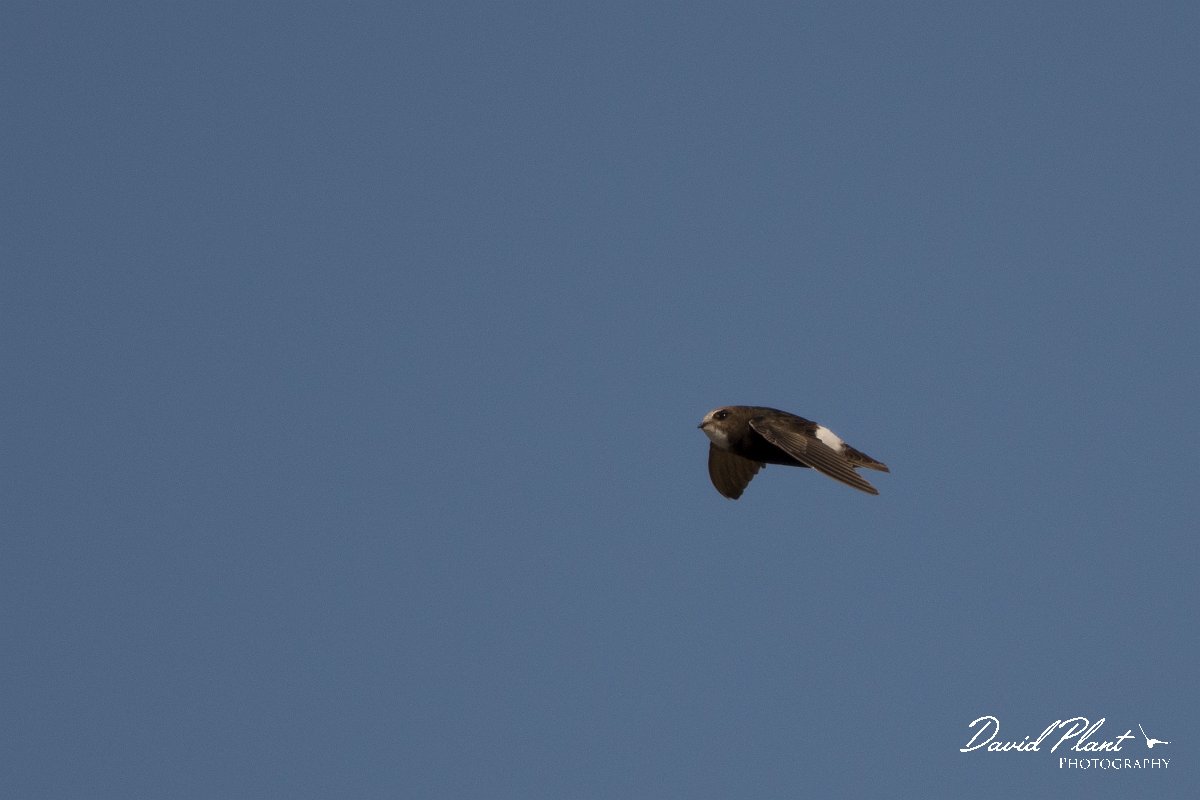 DPPhotography - Morocco - Little swift - K.jpg - Little swift - Agadir, Morocco