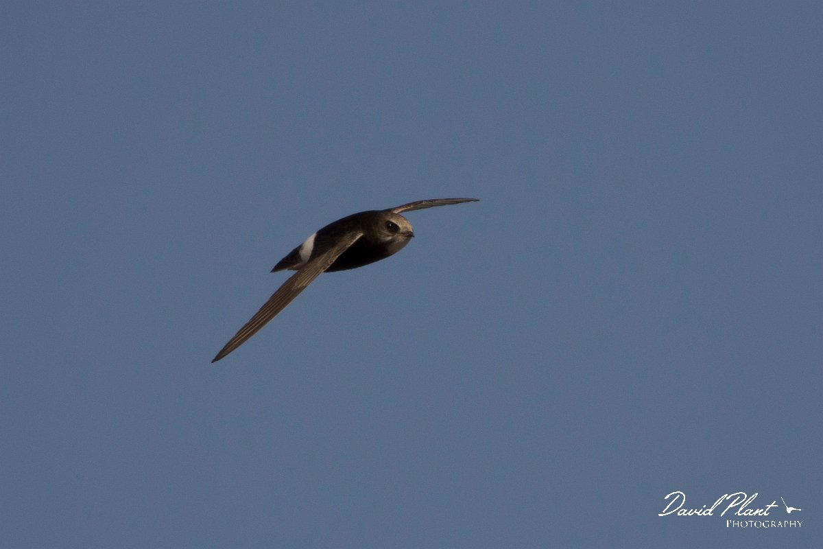 DPPhotography - Morocco - Little swift - M.jpg - Little swift - Agadir, Morocco