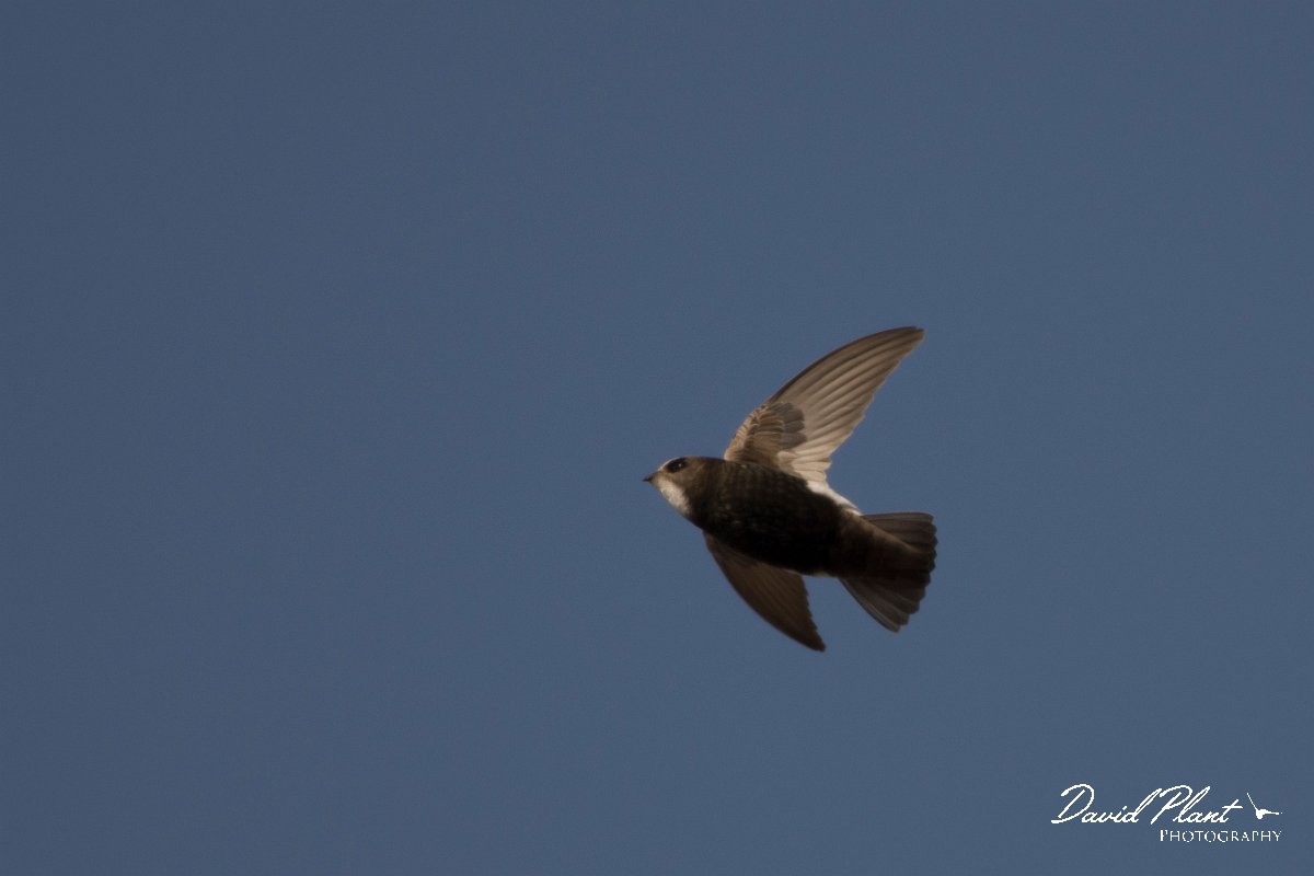 DPPhotography - Morocco - Little swift - N.jpg - Little swift - Agadir, Morocco