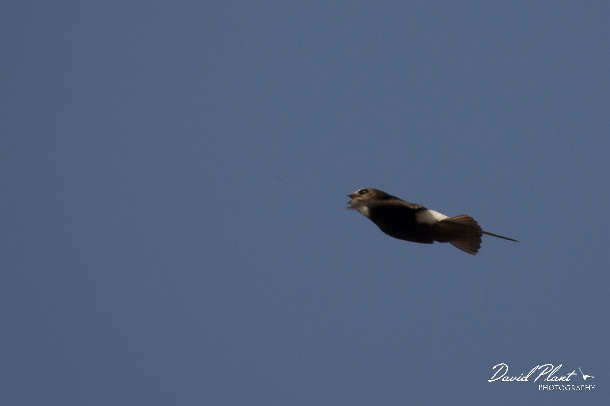 DPPhotography - Morocco - Little swift - O.jpg - Little swift - Agadir, Morocco