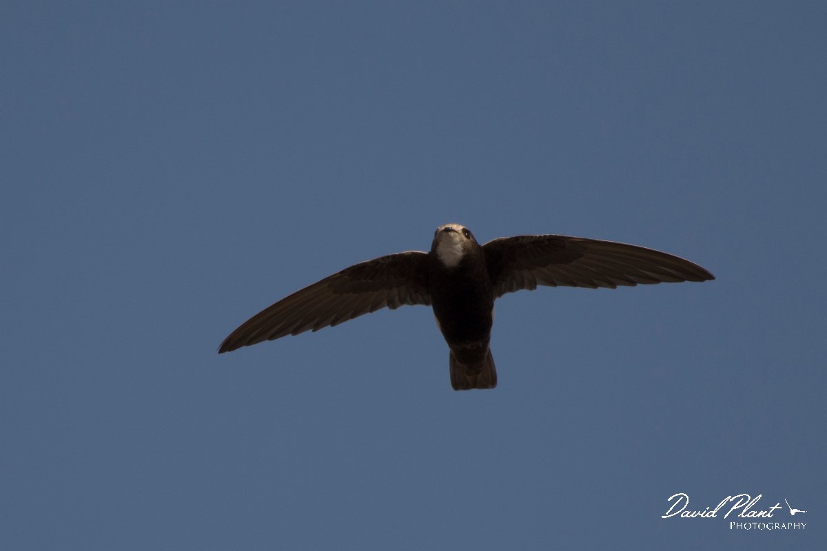 DPPhotography - Morocco - Little swift - Q.jpg - Little swift - Agadir, Morocco