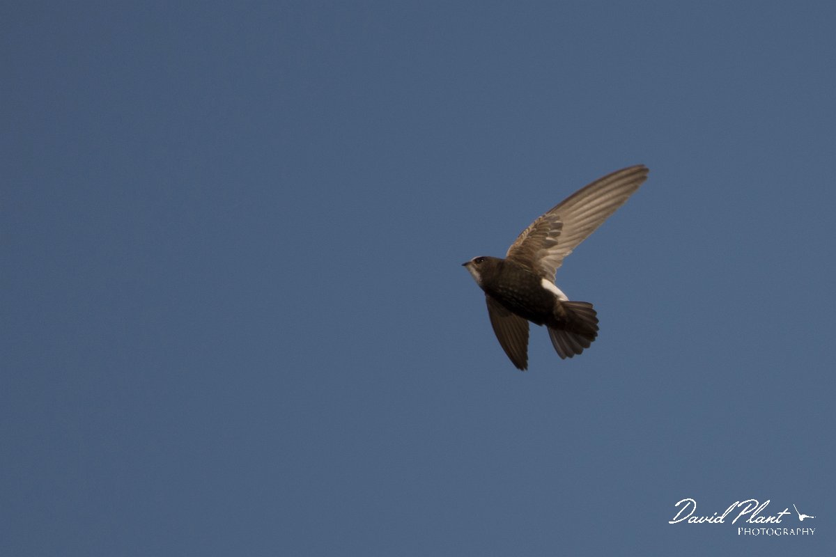 DPPhotography - Morocco - Little swift - R.jpg - Little swift - Agadir, Morocco