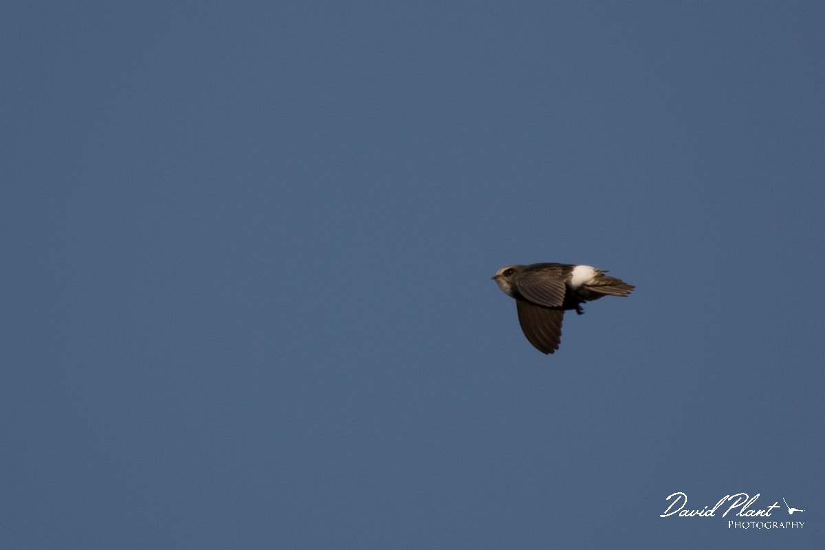 DPPhotography - Morocco - Little swift - S.jpg - Little swift - Agadir, Morocco