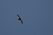 DPPhotography - Morocco - Little swift - A
