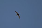 DPPhotography - Morocco - Little swift - B