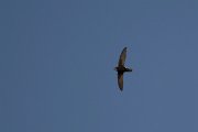 DPPhotography - Morocco - Little swift - C