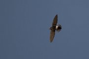 DPPhotography - Morocco - Little swift - F
