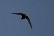 DPPhotography - Morocco - Little swift - G