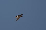 DPPhotography - Morocco - Little swift - H