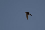 DPPhotography - Morocco - Little swift - I