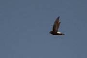 DPPhotography - Morocco - Little swift - J