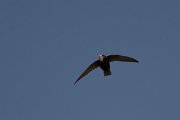 DPPhotography - Morocco - Little swift - L