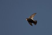 DPPhotography - Morocco - Little swift - N