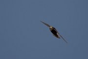 DPPhotography - Morocco - Little swift - P