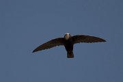 DPPhotography - Morocco - Little swift - Q