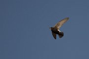 DPPhotography - Morocco - Little swift - R
