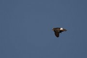 DPPhotography - Morocco - Little swift - S