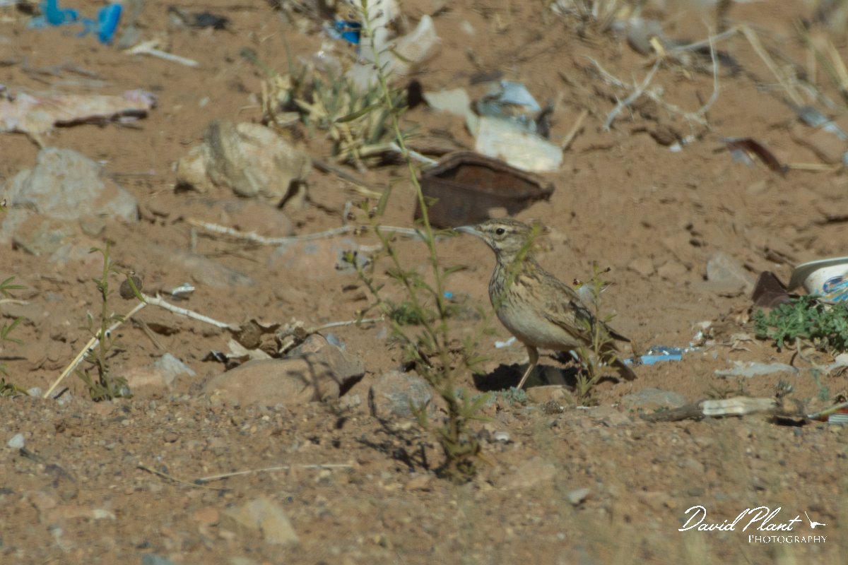 DPPhotography - Morocco - Magreb lark - A.jpg - Magreb lark - Sahara Desert, Morocco